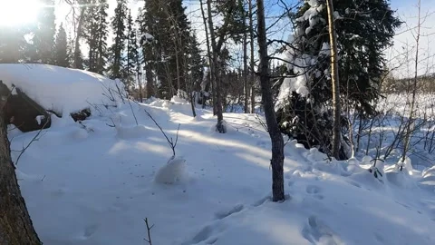 Pines sky and snow making a beautiful, peaceful winter scene in central Alaska Stock-Footage 342085333
