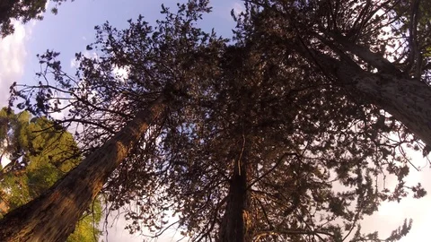 Pines &amp; Sky Stock Footage 76203377