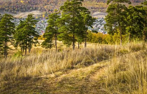Pines on the slope Foto stock