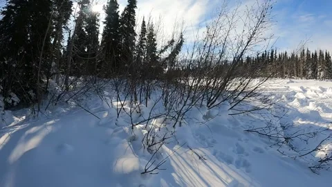 Pines, snow and sky making a beautiful, peaceful winter scene in central Alaska Stock-Footage 342085329