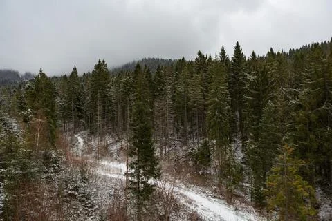 Pines in the snow in the mountains Stock Photos