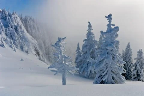 Pines with snow Stock Photos