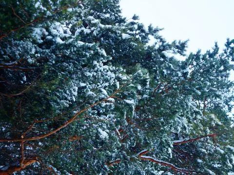 Pines in the snow Stock Photos
