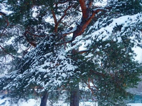 Pines in the snow Stock Photos