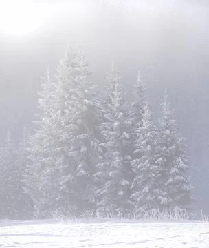 Pines in the snow Stock Photos