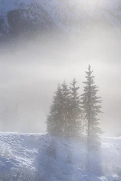 Pines in the snow Stock Photos
