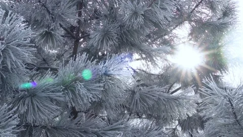 Pines in the Snow in the Rays of the Sun. Sun Sunlight Glare through Snow Covere Stock Footage 231682227