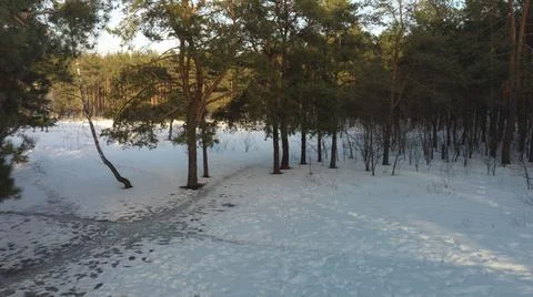 Pines in a snowy forest Stock Photos