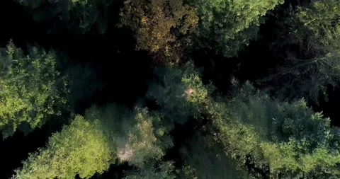 Pines Straight Down Drone Shot Stock Footage 140507937