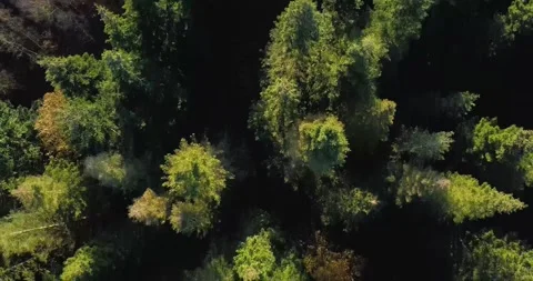 Pines Straight Down Drone Shot Stock Footage 140508035