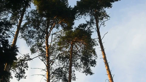 Pines in summer Stock Footage 90338750