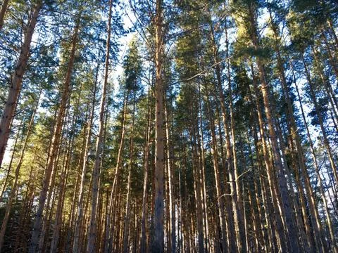 Pines at sun Stock Photos