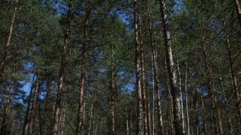 Pines sunny timelapse hypperlapse sumer bright light movement Stock Footage 87855014