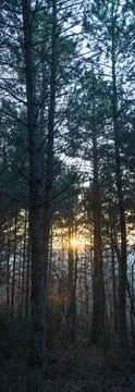Pines with sunset 스톡 사진