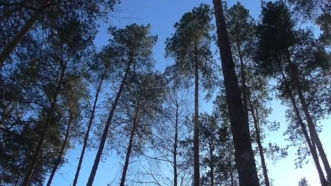 Pines Sway in the Wind Stock Footage 102757638