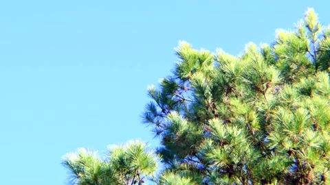 Pines tree branches moving in a gentle breeze against a brilliant blue sky, 4K Video stock 132764282