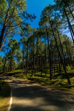 Pines Tree Forest Stock Photos