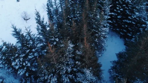 Pines tree forest, topshot in the snow Stock Footage 106924885