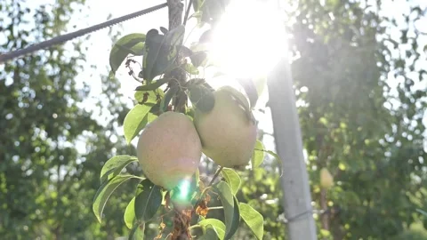Pines on tree with sunset Stock Footage 153704633