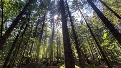 Pines tree views Stock Footage 328581099