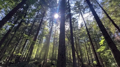 Pines tree views Stock Footage 328581104