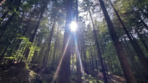 Pines tree views Video stock 328581107