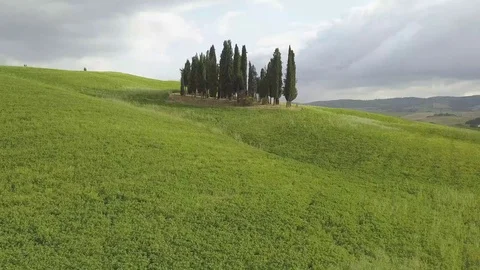 Pines trees Stock Footage 114960934