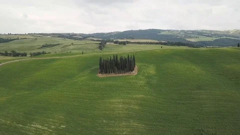 Pines trees Stock Footage 114960954