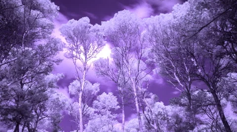 Pines trees forest mallorca infra red environment 4k Stock Footage 62429682