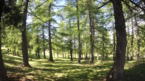 Pines trees on high mountain Stock-Footage 41397904