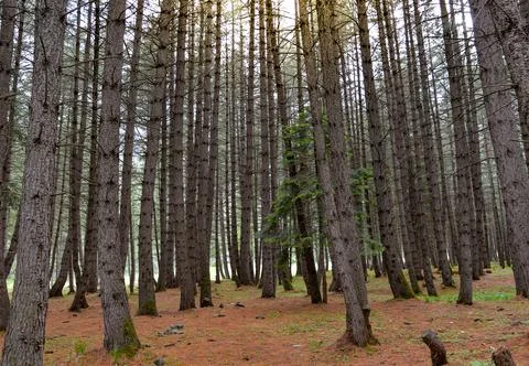 Pines trees making a green background in jungle Stock Photos