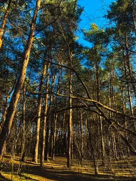 Pines in the Ukrainian forest in the rays of light, mobile photo Stock Photos