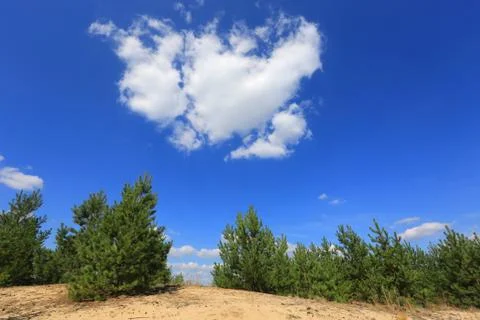 Pines under nice sky Stock Photos