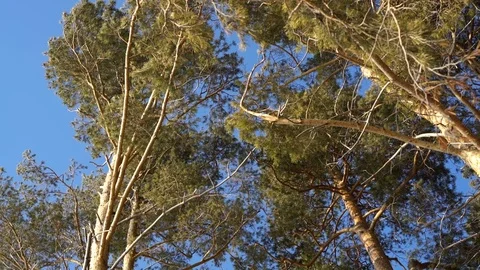 Pines view from below against the blue sky Video stock 106202513