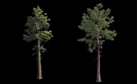 Pines with wind and alpha mask Video stock 50705892