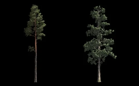 Pines with wind and alpha mask Video stock 50709864
