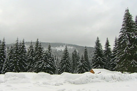 Pines winter 2 NTSC Stock Footage 586647