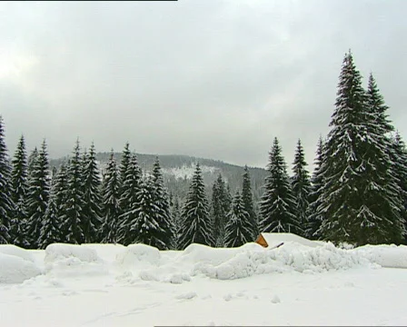 Pines winter 2 PAL Stock Footage 586648