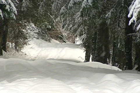 Pines winter 3 NTSC Stock Footage 586643