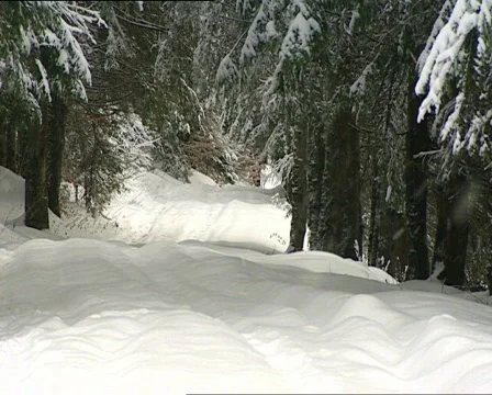 Pines winter 3 PAL Stock Footage 586642
