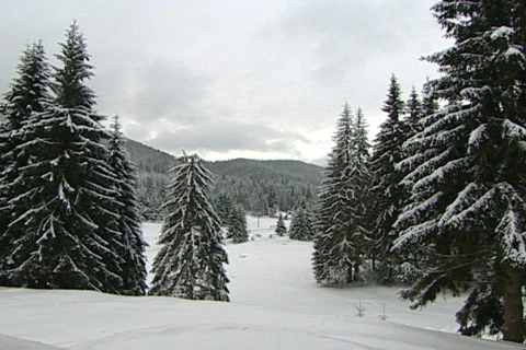Pines winter NTSC Stock Footage 586638