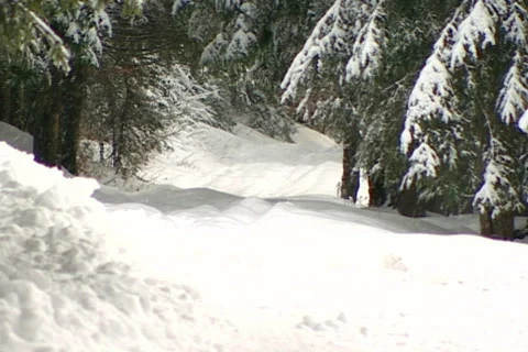 Pines winter NTSC Stock Footage 586640