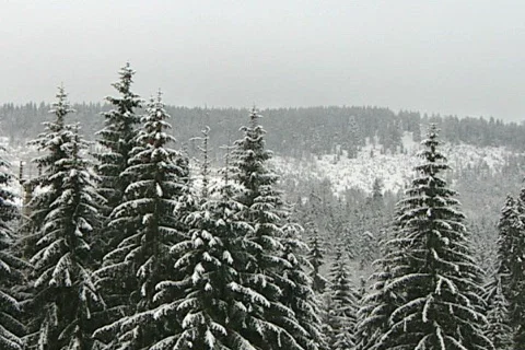 Pines winter  NTSC Stock Footage 586650
