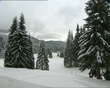Pines winter PAL Stock Footage 586637