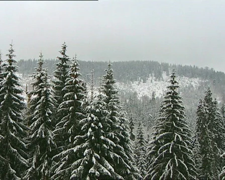 Pines winter  PAL Stock Footage 586651
