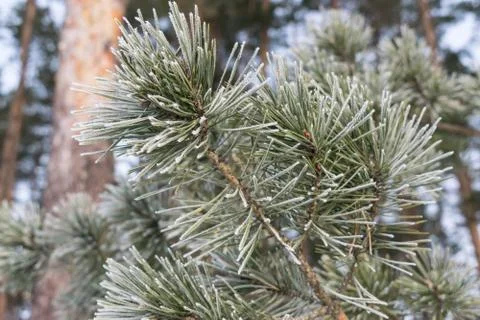 Pines in winter Stock Photos