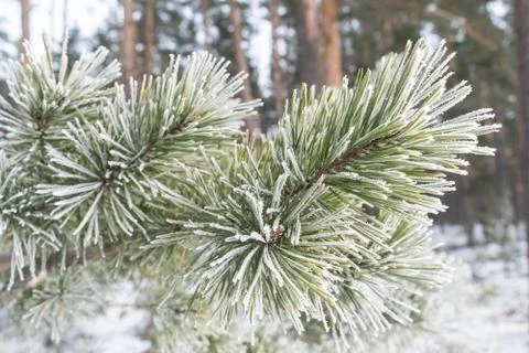 Pines in winter Stock Photos