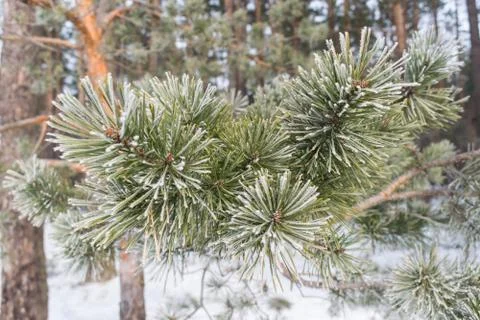 Pines in winter Stock Photos