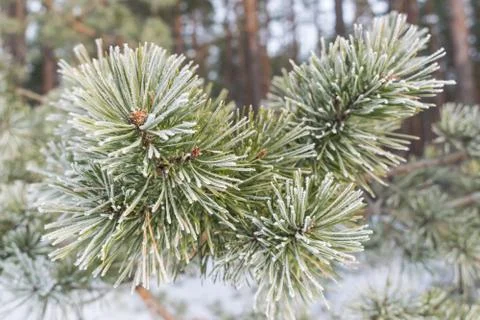 Pines in winter Stock Photos