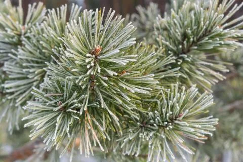 Pines in winter Stock Photos